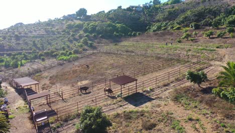 Antena-Como-Un-Hombre-Y-Una-Mujer-Caminan-Junto-Con-Sus-Perros-A-Través-De-Una-Pequeña-Granja-Orgánica-Local-O-Rancho-En-Santa-Bárbara,-California