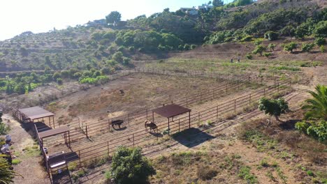 aerial as a man and woman walk together with their dogs through a small organic local farm or ranch in santa barbara california