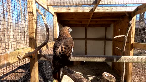 Majestic-red-tailed-hawk-sitting-in-cage-and-watching-around,-close-up-view