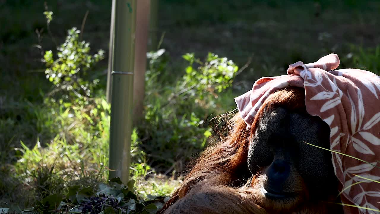 멜버른 동물원 에서 담요 를 들고 휴식 하는 오랑우탄