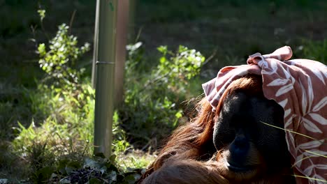 orangután relajándose con una manta en el zoológico de melbourne