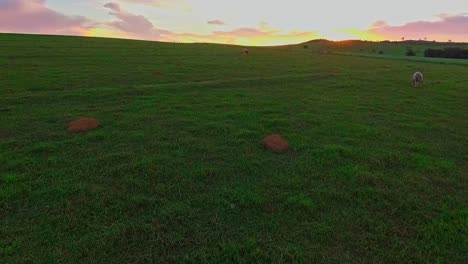 Volando-Sobre-Una-Manada-De-Ganado-En-Un-Campo-De-Granjeros-Al-Atardecer-Tiro-De-Drones