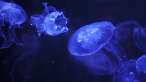 close up of magnificent purple jellyfish swimming in the deep dark water