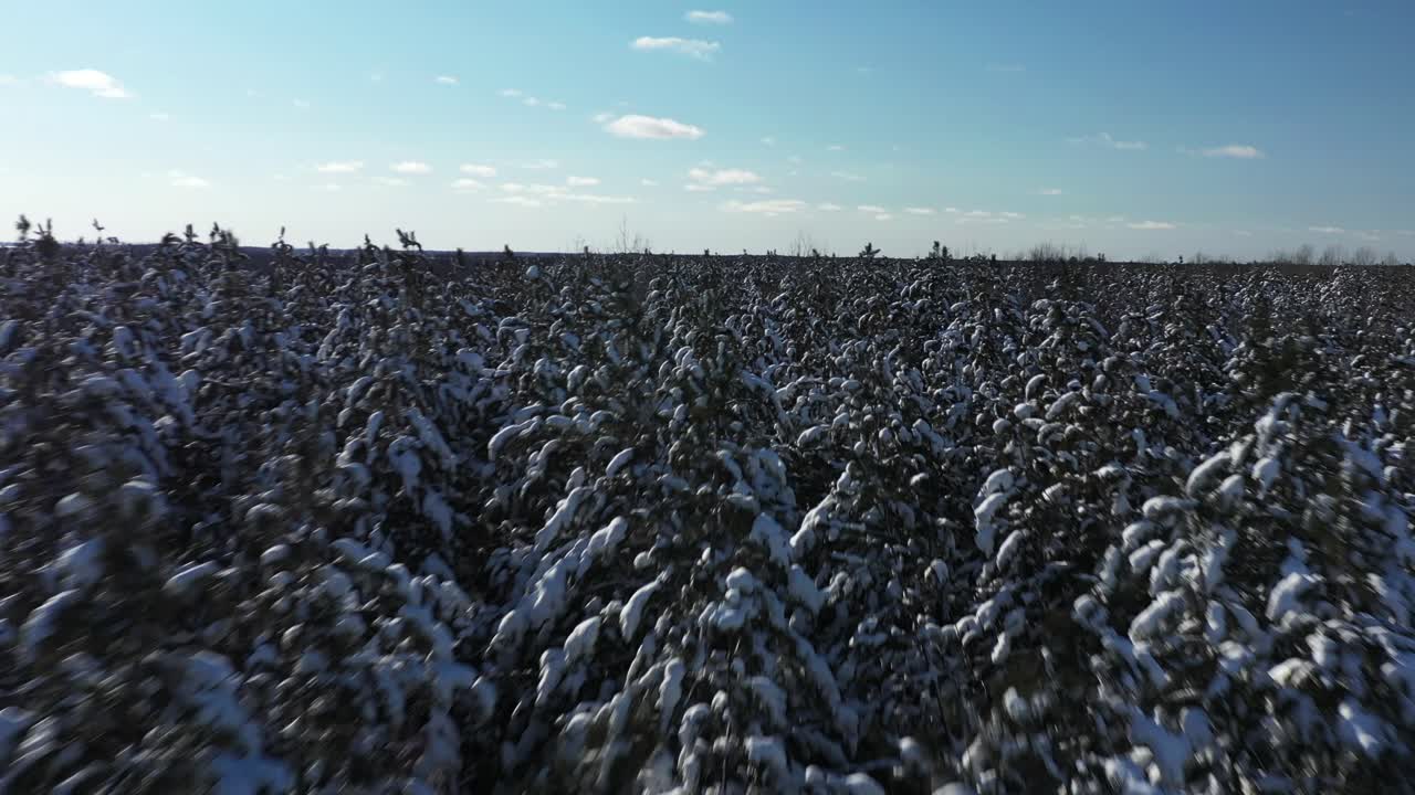 cime degli alberi innevate nel volo aereo basso della foresta