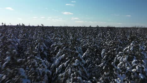 snowy treetops in forest low aerial flight