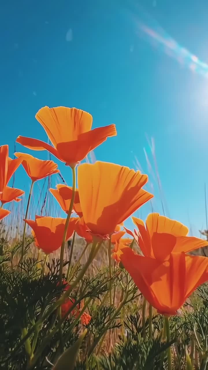 Low-angle video of vibrant orange flowers against a clear blue sky, capturing nature's beauty