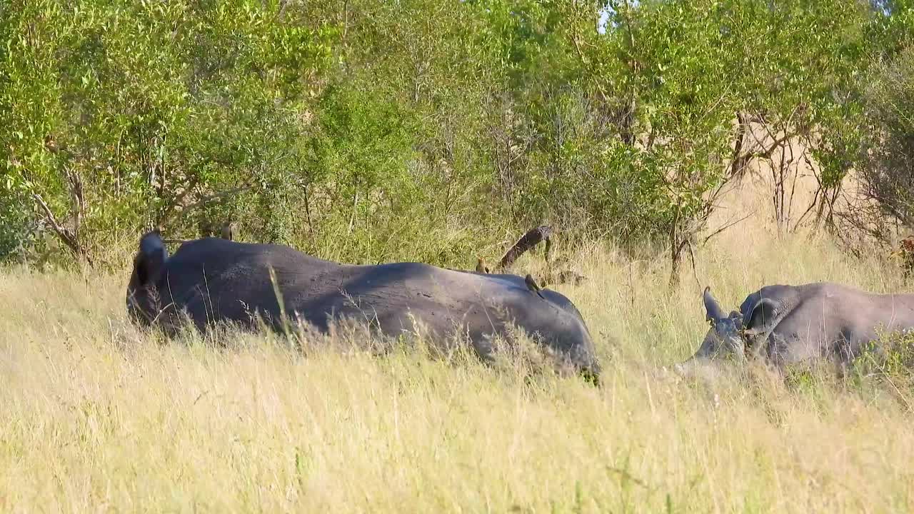 Two rhinos resting in tall grass on an African savannah, showcasing their thick hides and large size as ears swing to listen for predators