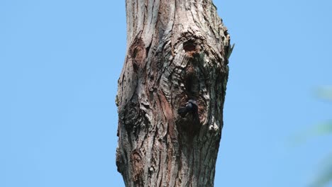 Seen-at-the-mouth-of-the-nest-as-it-comes-to-feed-and-tend-for-its-nestlings-and-then-flies-away,-Black-thighed-Falconet-Microhierax-fringillarius,-Thailand