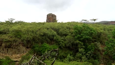 green acacia forest in hells gate national park in kenya, africa