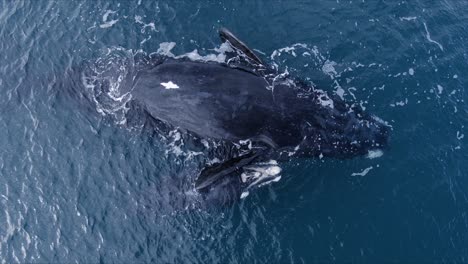 möwen fliegen über die mutter und das kalb des südlichen glattwals, die auf der oberfläche des blauen ozeans in patagonien, argentinien, schwimmen