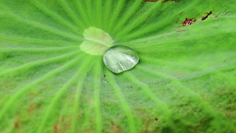 Water-droplet--raindrop-with-reflection-on-the-surface-of-a-bright-green-lotus-leaf-on-a-rainy-day