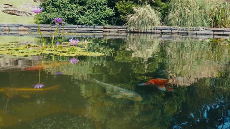 Peces-Dando-Vueltas-Por-El-Estanque-Koi-En-Sarah-P-Duke-Gardens-En-Durham-NC