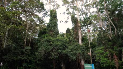 person climbing tree in dense forest