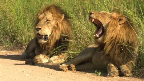 two male lions resting on the side of a dirt road in south africa, a smooth steady clip