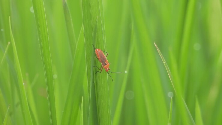 Wasp in green grass - rice grass - relaxing