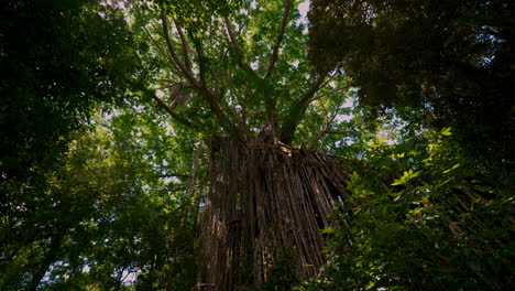 huge curtain fig tree in queensland australia