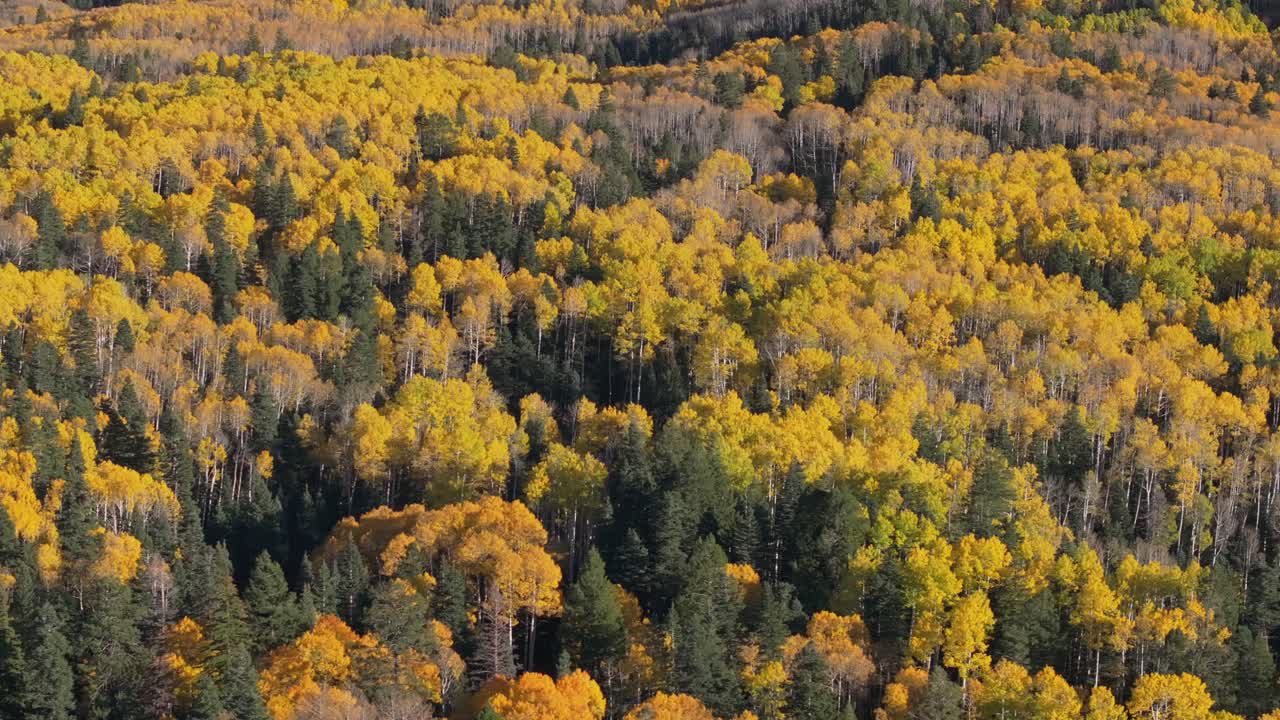 Aerial view of golden aspen trees in Colorado, evokes peace and beauty