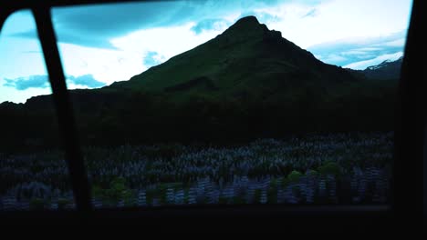 slow motion shot from the backsear of beautiful icelandic lupins in from of dramatic mountain