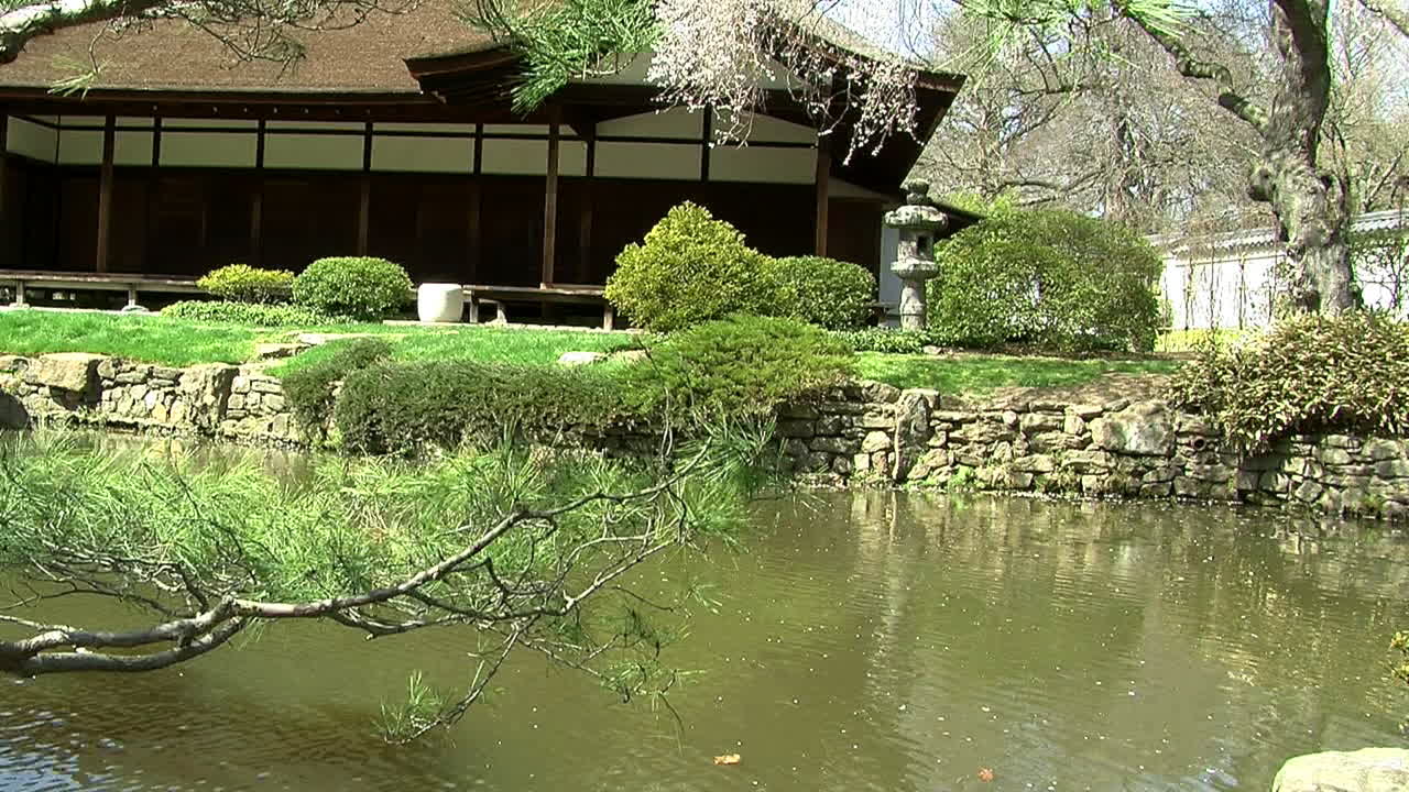 Camera jibs at ground level across view of Japanese garden and pond with azalea bush in foreground