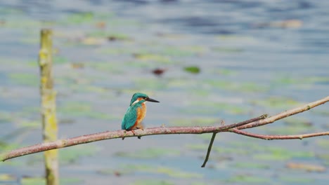 kingfisher encaramado en una rama sobre un estanque idílico en friesland, países bajos, vista lateral de un pájaro con plumas de color azul verde y naranja