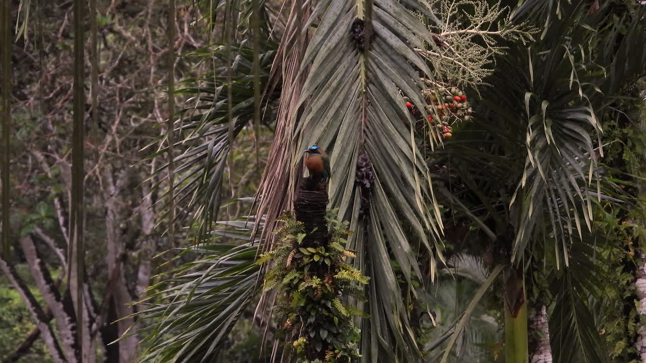 amplia toma estática de motmot de corona azul sentado en una percha en el bosque