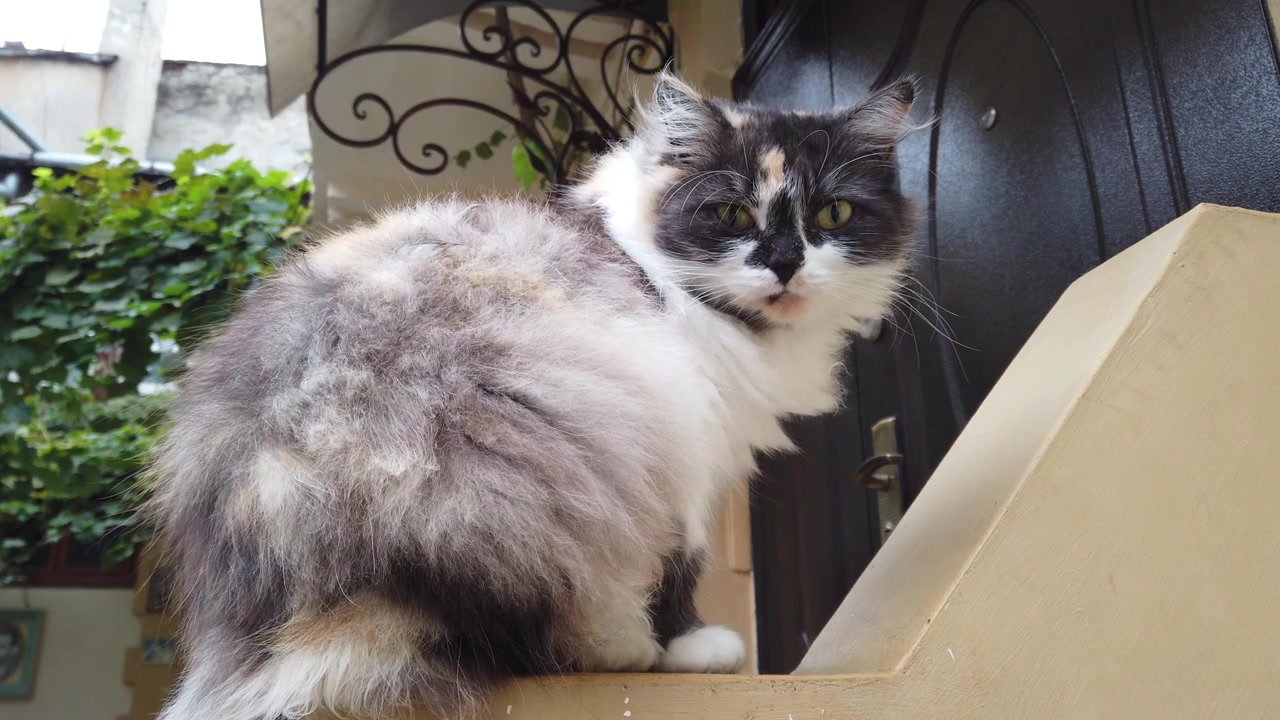 Il gatto vicino alla casa. Pulire la lana