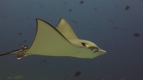 spotted eagle ray close up