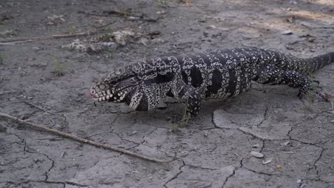 un lagarto tegu se arrastra sobre tierras áridas en florida