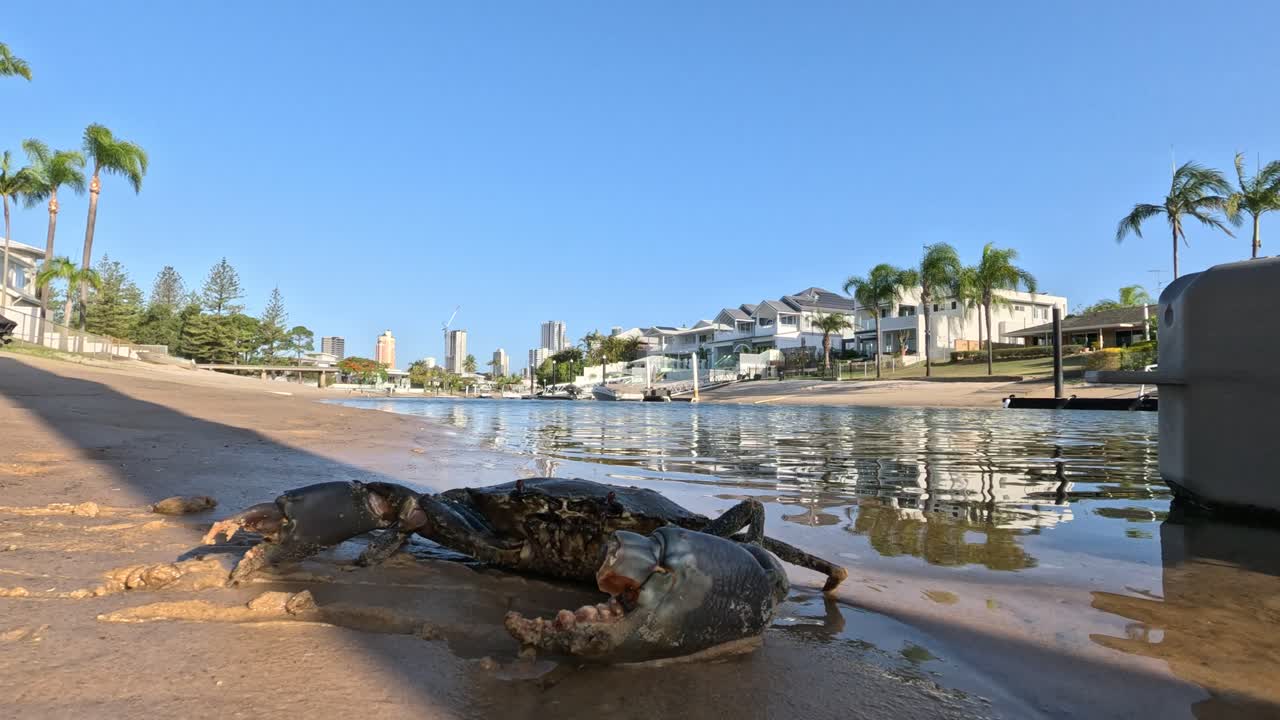 물에 잠긴 도시 도로를 가로지르는 큰 크래브