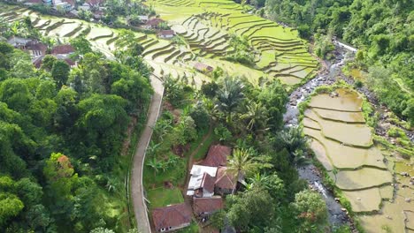 drone shot, rice field area on the edge of a tropical forest