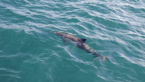 delfines nadando cerca del barco sube a la respiración, cámara lenta