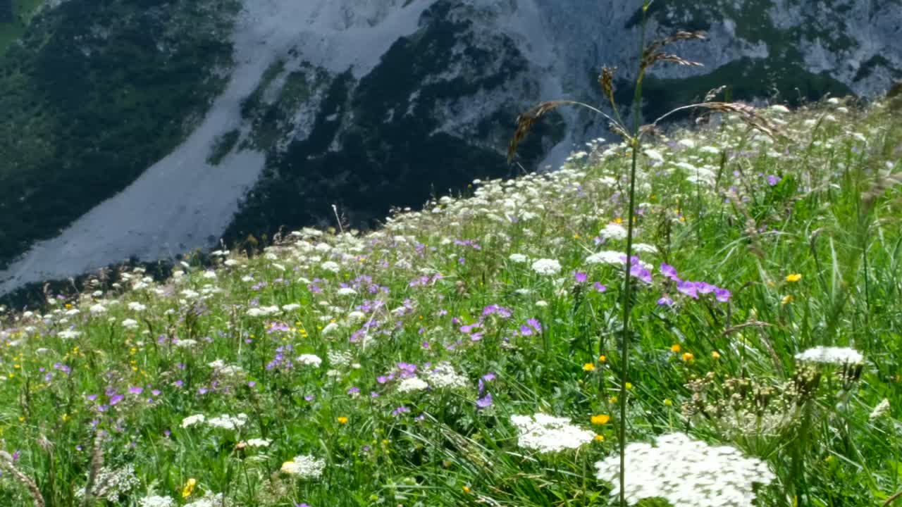 A vibrant mountain hillside filled with blooming alpine roses and wildflowers, where clusters of pink blossoms brighten the lush green landscape.