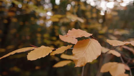 panning down to reveal beautiful gold autumn - fall leaves, in slow motion