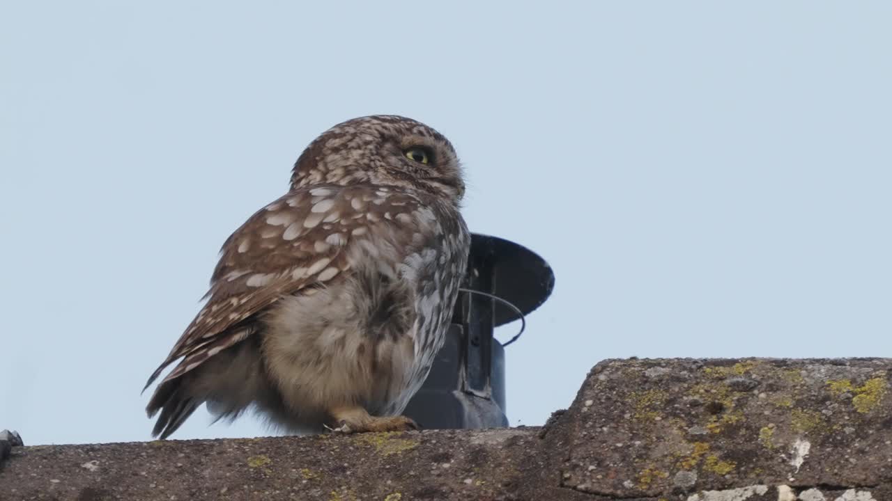 pequeño búho posado en el techo junto a la chimenea