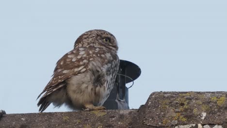 Pequeño-Búho-Posado-En-El-Techo-Junto-A-La-Chimenea