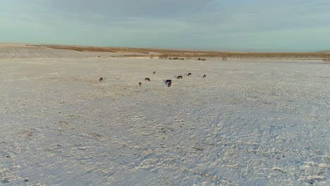 caballos pastando en un campo nevado