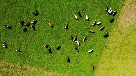 Vista-Aérea-Del-Rebaño-De-Vacas-Pastando-En-El-Campo-De-Pasto,-El-Dron-De-Vista-Superior-Se-Está-Fijando-Sobre-El-área