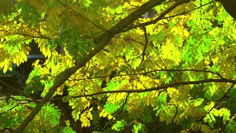 autumn leaf color of a tree sway as the wind blows on sunny day, static shot, slow motion