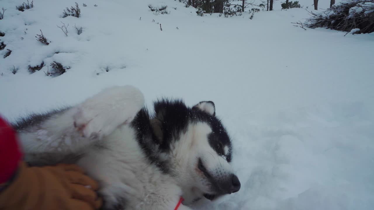 hombre en guante acariciando y frotando el vientre de malamute de alaska acostado en suelo nevado