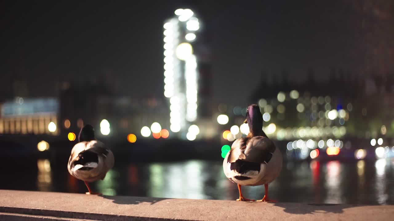 ducks admiring the view of the Elizabeth tower  big ben