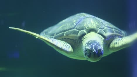 sea turtle in aquarium