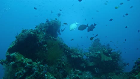 Tipos-Mixtos-De-Peces-Nadando-En-El-Naufragio,-Cámara-Lenta-Bajo-El-Agua