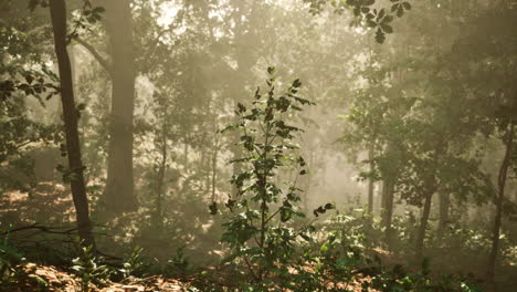 Wooded-forest-trees-backlit-by-golden-sunlight