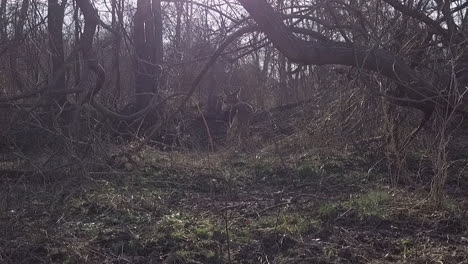 Following-shot-of-Deer-in-forest-area