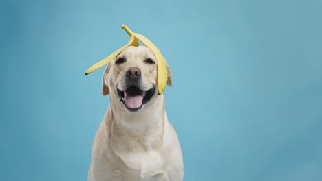 perro labrador con cáscara de plátano en la cabeza