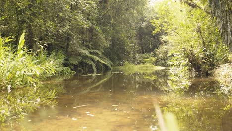 Drinnen-Im-Regenwald-Des-Amazonas-Dschungels-Mit-Einem-Ruhigen,-Sauberen-Fluss,-Tropischen-Pflanzen-Und-Sonnenlicht