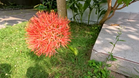 flowering scadoxus plant, has a red ball-like shape, weak green stems