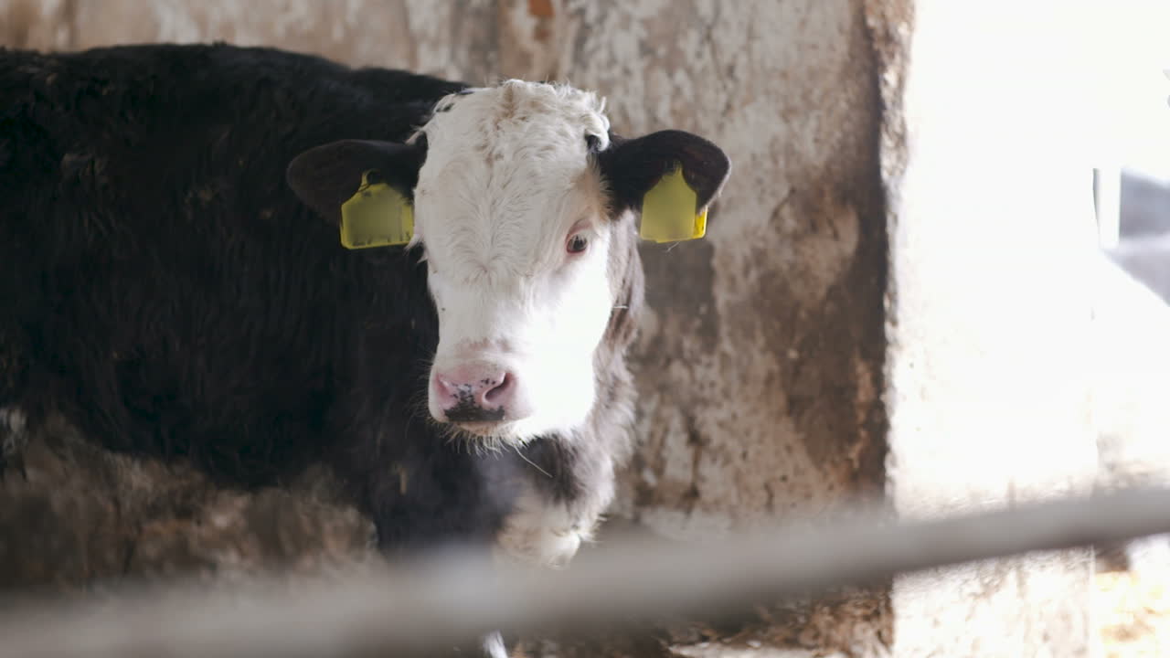 Moderna stalla agricola con mucche da latte che mangiano fieno. Bovini da latte che si alimentano 8