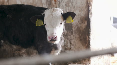 Granero-De-Granja-Moderna-Con-Vacas-Lecheras-Comiendo-Vacas-De-Heno-Alimentándose-De-La-Granja-Lechera-8