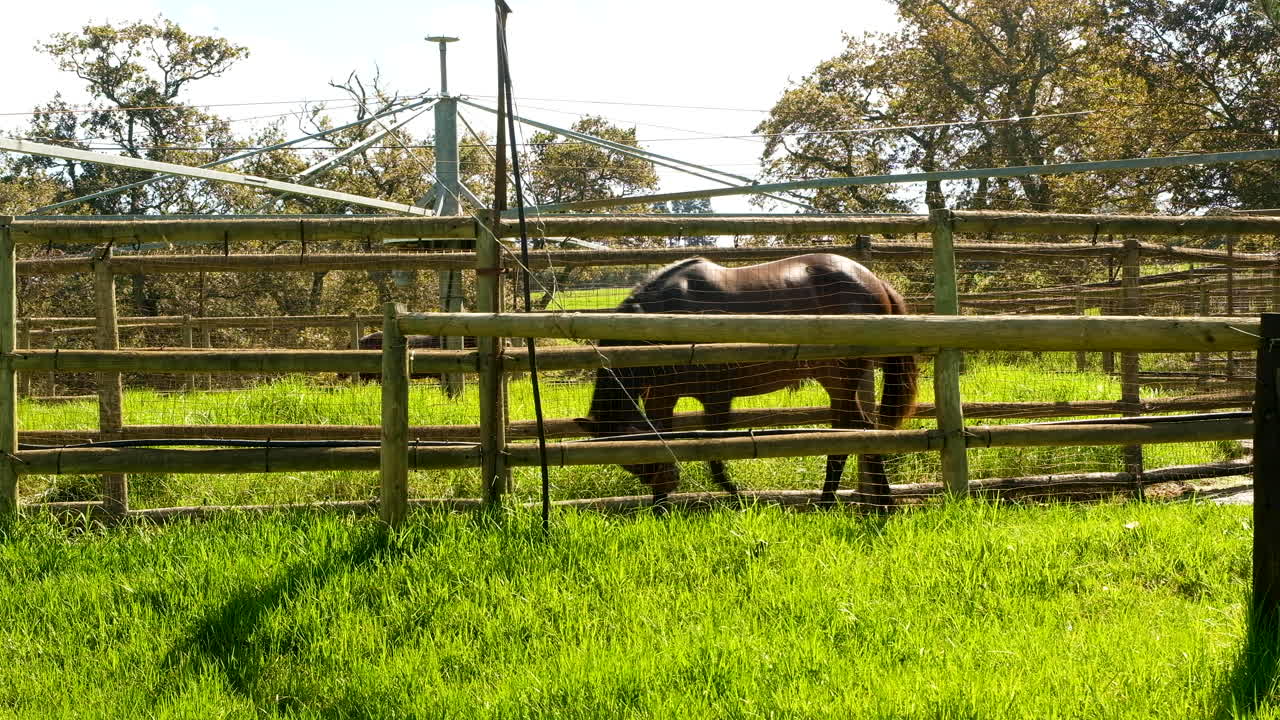 caballos ejercitados con andador mecánico en caliente en un criadero de sementales para desarrollar músculo